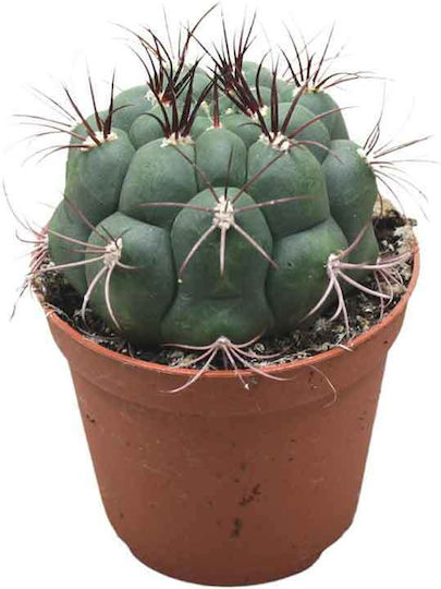 Gymnocalycium Saglionis 8.5cm