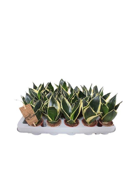 Sansevieria 'golden Hahnii Black' 6cm Sansevieria 'golden Hahnii Black' 6cm