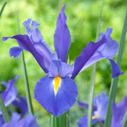 Iris Hollandica Albastru