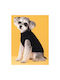 Animal Strickpullover Hund in Schwarz Farbe 23cm.