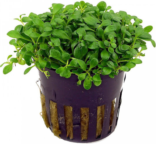 Stoffels Ζωντανό Φυτό Ενυδρείου sto10648 Glossostigma Elatinoides