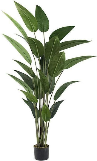 Μπανανιά σε Γλάστρα 60cm Artekko