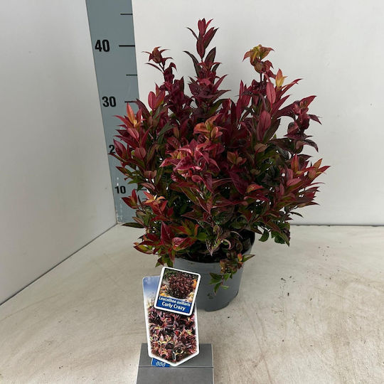 Leucothoe Axillaris Curly Crazy PBR Leucothoe Axillaris Curly Crazy PBR