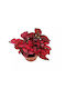 Υποεστές Hypoestes Phyllostachya Red