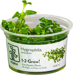 Tropica Hygrophila Serpyllum 1-2 Crește