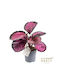 Calathea Roseopicta Rosy
