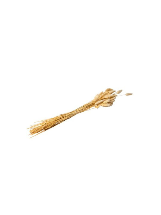 Αποξηραμενο Μπουκετο Lagurus 70 Cm Beauty Home