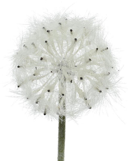 Λουλουδι 50cm Beauty Home
