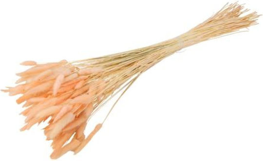 Γατακια Lagurus Ροζ 75cm 50τμχ Beauty Home