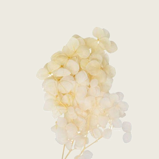 Μινi Hydrangea Εκρου 7 Cm X 8 Cm Beauty Home