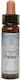 Crystal Herbs Ätherisches Öl 10ml