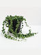 Senecio Rowleyanus
