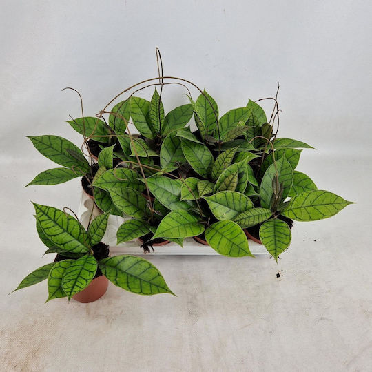 Χόγια Hoya Callistophylla Kal 16