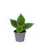 Πιλέα Pilea Moon Valley