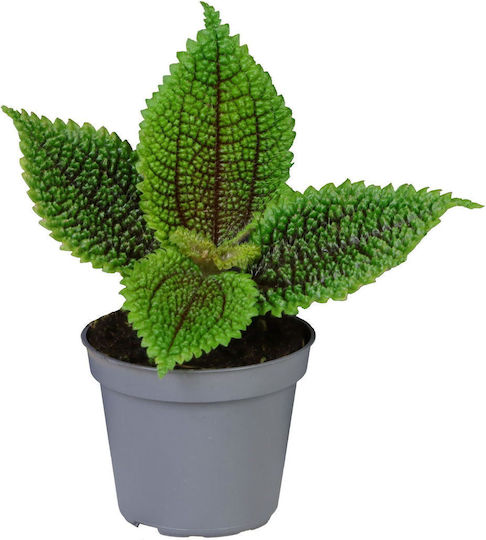 Pilea Moon Valley