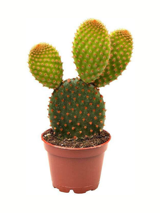 Opuntia 'rufida' 5.5cm