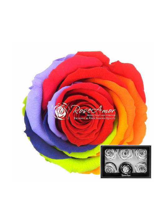 Αποχυμωμένα Τριαντάφυλλα Lplus Rainbow Red 02 6τμχ