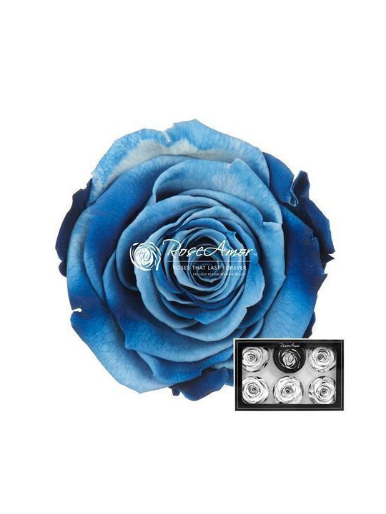 Preserved Roses XL Blue 05 6pcs