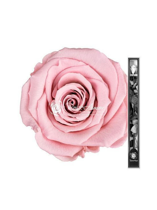 Konservierte Rosen 70cm Stiel Rosa 04