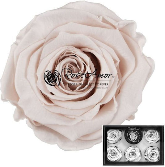 Konservierte Rosen XL Rosa 79 6 Stk