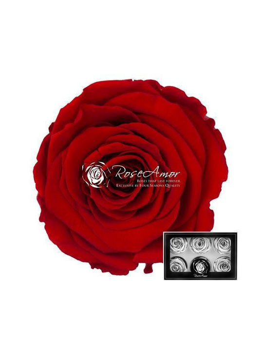 Preserved Roses Lplus Red 02 6pcs