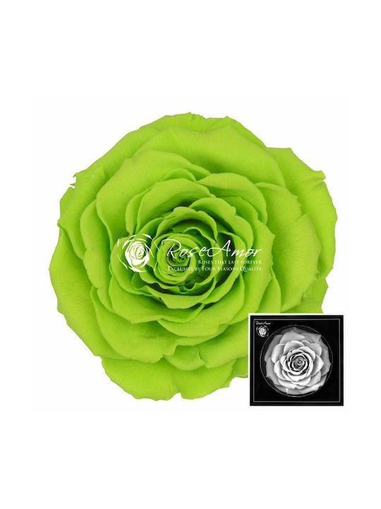 Αποχυμωμένα Τριαντάφυλλα Bonita Green 05