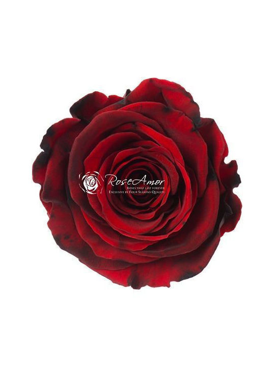 Preserved Roses Lplus Red 03 6pcs