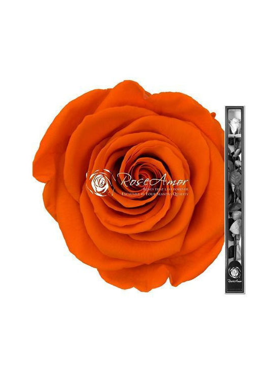 Konservierte Rosen 70cm Stiel Orange 02