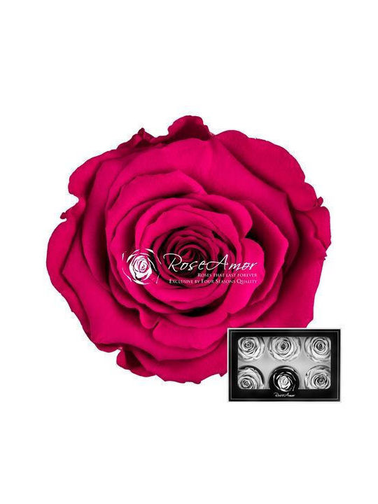 Αποχυμωμένα Τριαντάφυλλα Lplus Pink 05 6τμχ