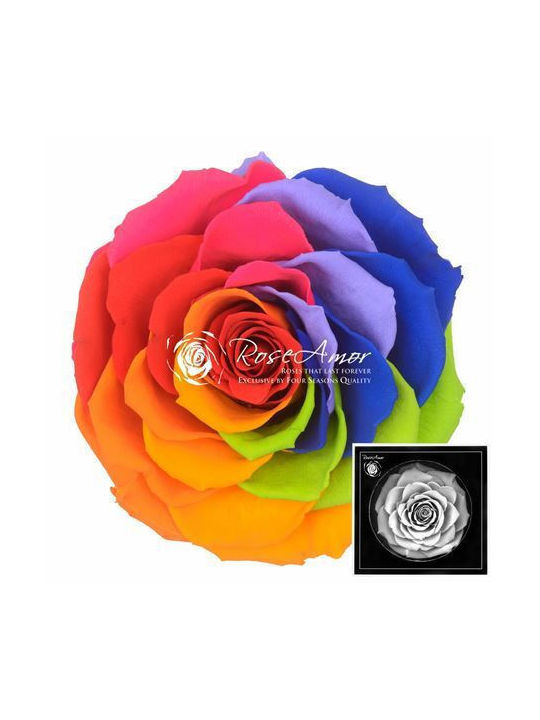 Αποχυμωμένα Τριαντάφυλλα Bonita Rainbow Red 02