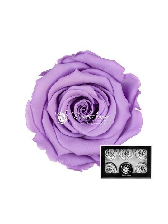 Αποχυμωμένα Τριαντάφυλλα Lplus Violet 03 6τμχ