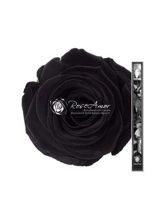 Konservierte Rosen 70cm Stiel Schwarz 01
