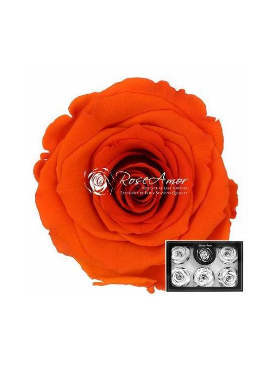 Konservierte Rosen Xl Bic 01 6 Stk