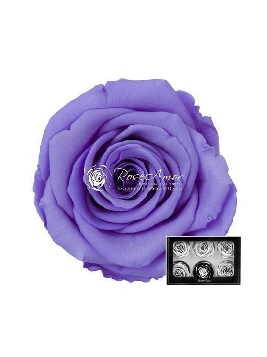 Αποχυμωμένα Τριαντάφυλλα Lplus Violet 01 6τμχ