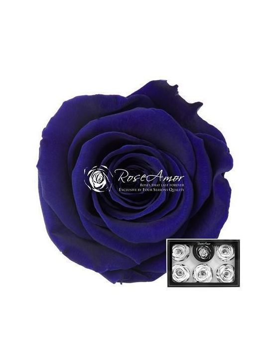 Preserved Roses XL Blue 03 6pcs