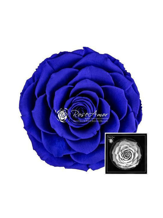 Αποχυμωμένα Τριαντάφυλλα Bonita Blue 03
