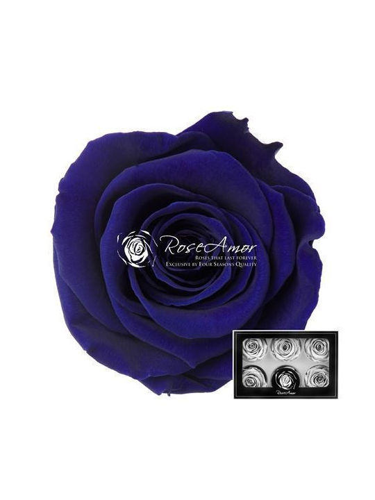 Preserved Roses Lplus Blue 03 6pcs