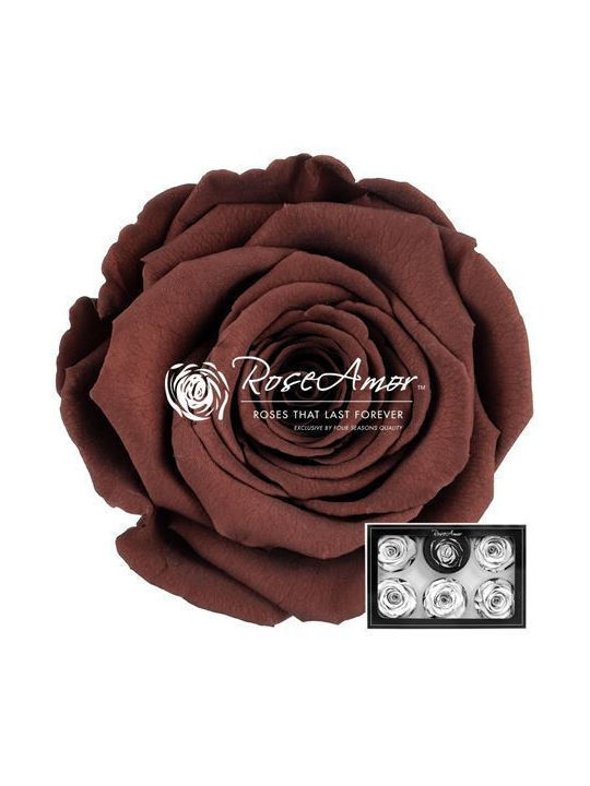 Preserved Roses XL Grp 02 6pcs