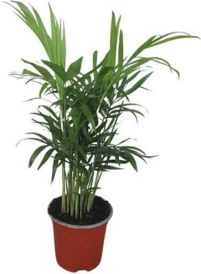 Χαμαιδώρεα – Chamaedorea Elegans