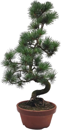 Μπονσάι Pinus Parviflora