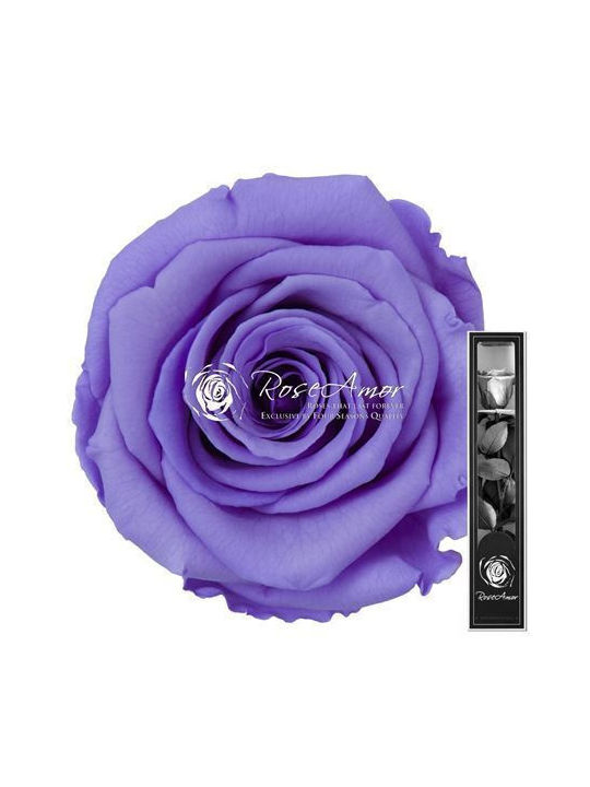 Preserved Roses 30cm Stem Violet 01