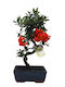 Μπονσάι Pyracantha Angustifolia