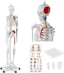 Anatomisches Modell Menschliches Skelett 180 cm + Anatomisches Poster Anatomisches Modell Menschliches Skelett 180 cm + Anatomisches Poster
