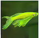 Danio Elektrisches Grün Neon Langflosse 2,5 cm