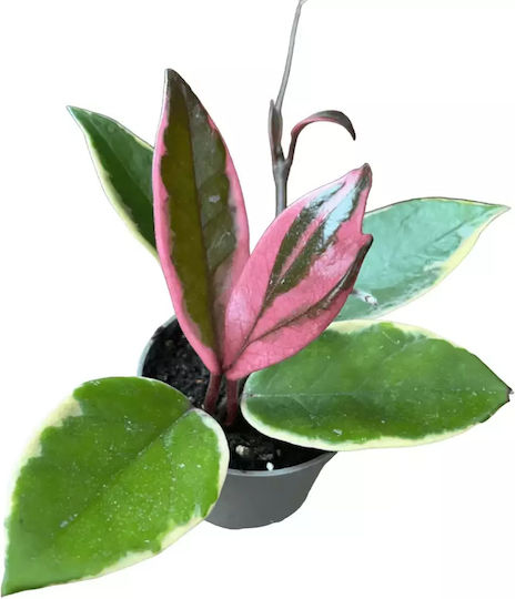 Χόγια Hoya Flamingo Dream Χόγια Hoya Flamingo Dream