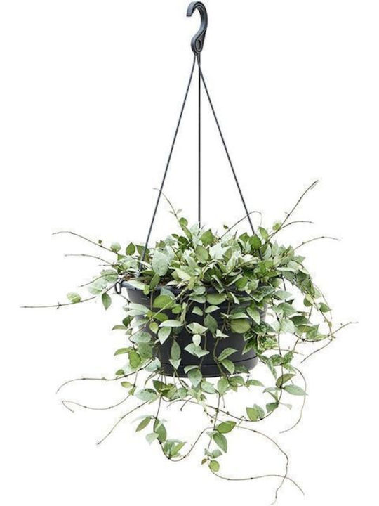 Χόγια Hoya Krohniana Eskimo Hanging Pot