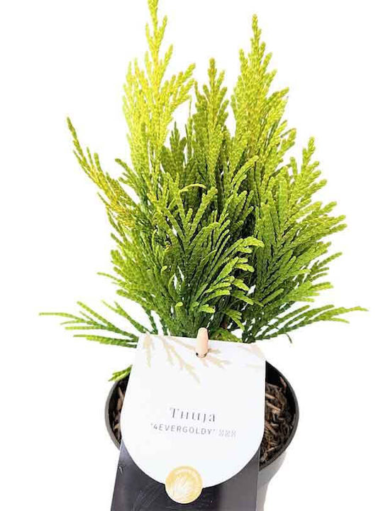 Thuja '4ever Goldy' 10.5cm