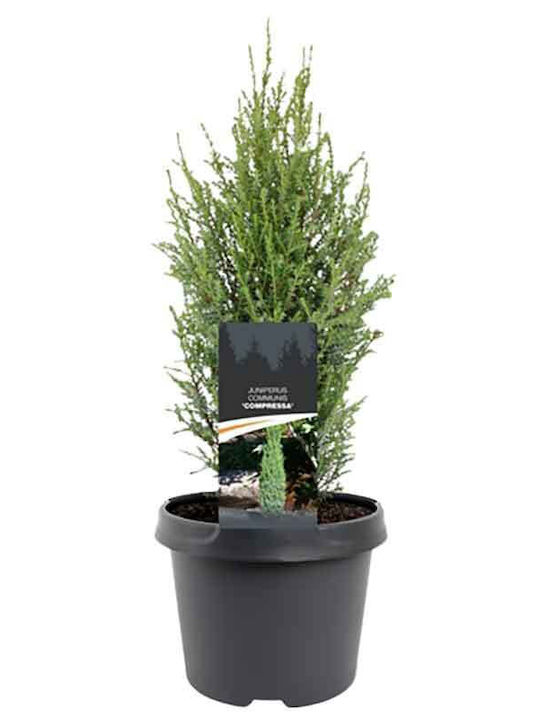 Juniperus 'compressa' 19cm