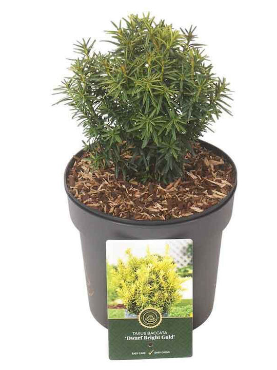 Taxus 'dwarf Bright Gold' 19cm