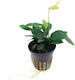 Anubias Barteri Var Nana